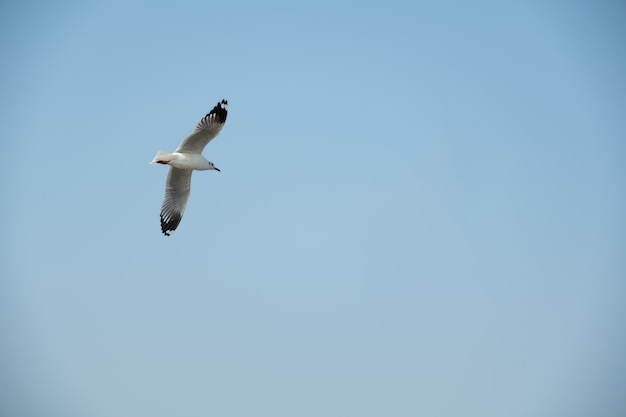 Flying seagull in Thailand