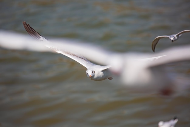 A flying seagull