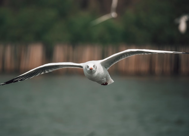 A flying seagull