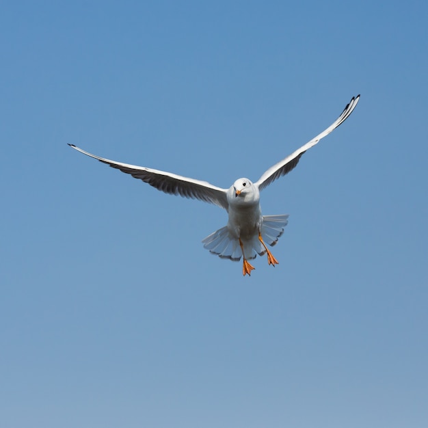 Photo flying seagulls in action at bangpoo thailand