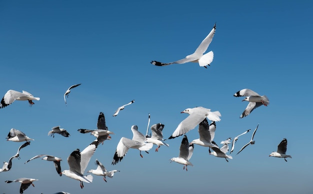 Flying seagulls over the beautiful clear sky