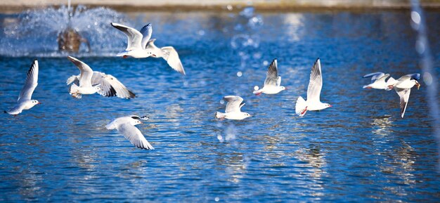 Flying seagulls in a fountain sprays