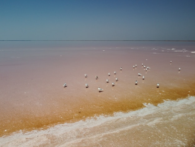 Flying over seagulls at pink salt lake salt production facilities saline evaporation pond in salty