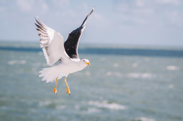 Flying seagulls above the sea