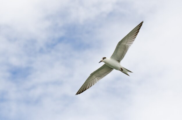 flying seagulls