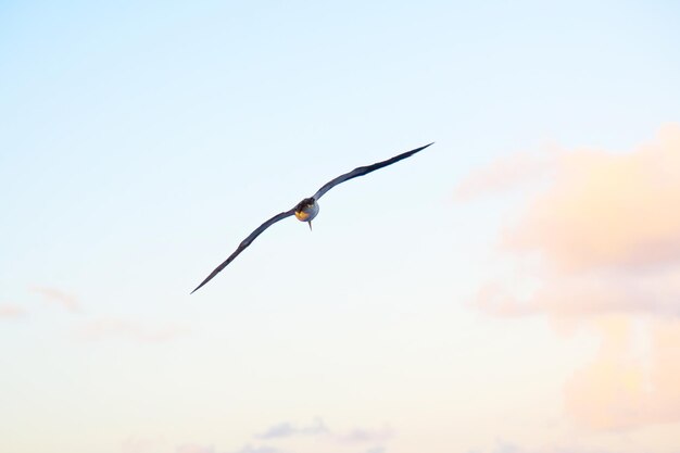 Photo flying in the sunset sky brown booby bird sula leucogaster