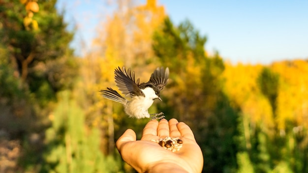 Photo flying tomtit with open wings, tomsk, siberia