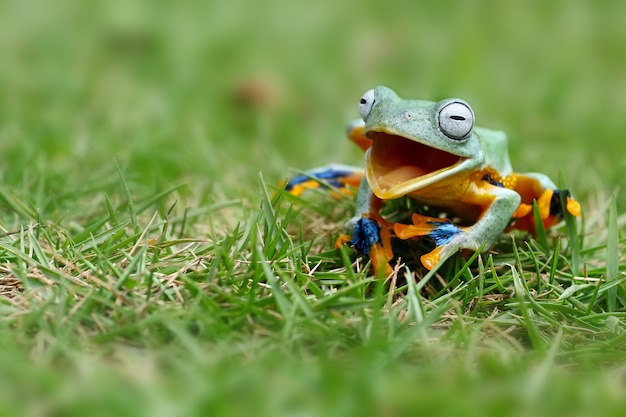 Photo the flying tree frog like it was laughing