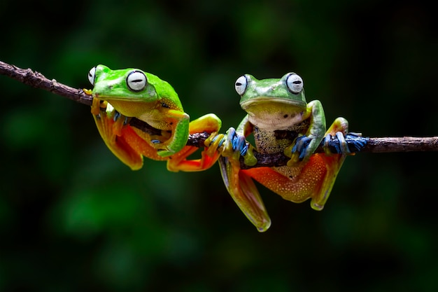 flying tree frog, rhacophorus reinwardtii, javan tree frog