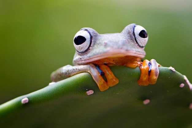 flying tree frog, rhacophorus reinwardtii, javan tree frog