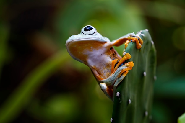 flying tree frog, rhacophorus reinwardtii, javan tree frog