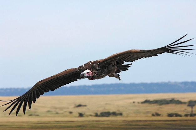 飛んでいるハゲワシ マサイマラ ケニア アフリカ