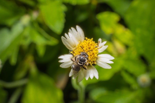 Flying worker honey bee with bee pollen feeding on flower