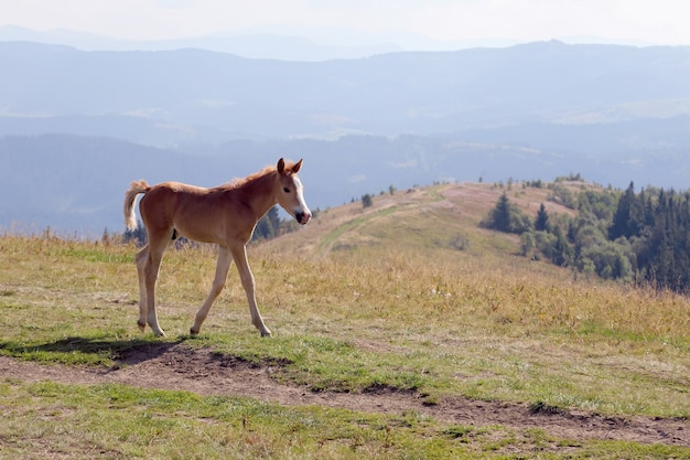 Foal on the background of mountainous terrain