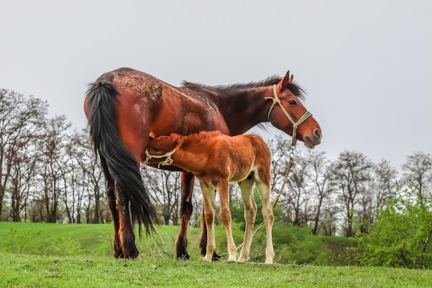 野原の子馬が牝馬の乳を吸う