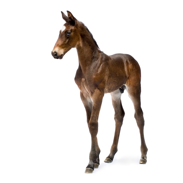 Foal in front of a white background