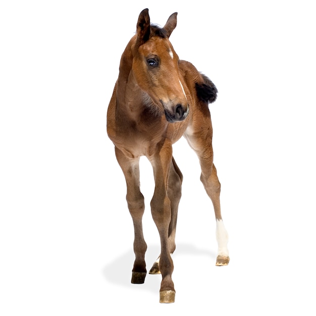 Photo foal in front of a white background