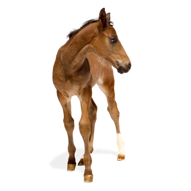 Foal in front of a white background