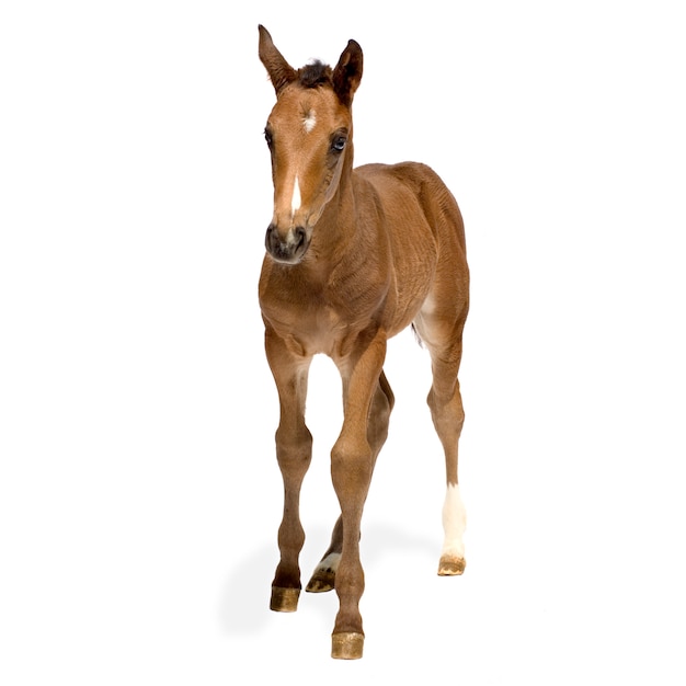 Foal in front of a white background