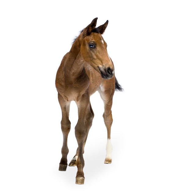 Foal in front of a white background