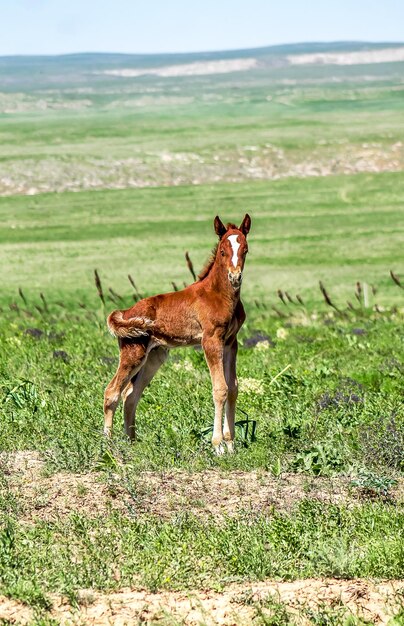 Photo foal horse on the road