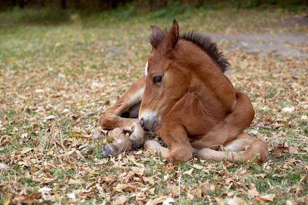 The foal lies on the grass