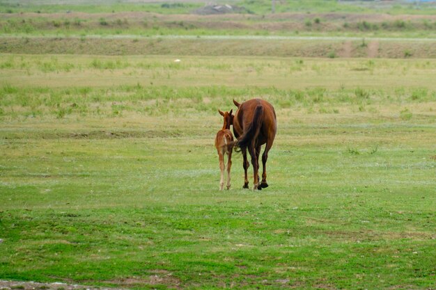 子馬と牝馬の散歩用芝生が集まった