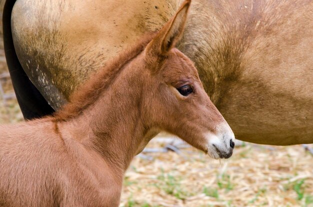 Foal and mother on pasture