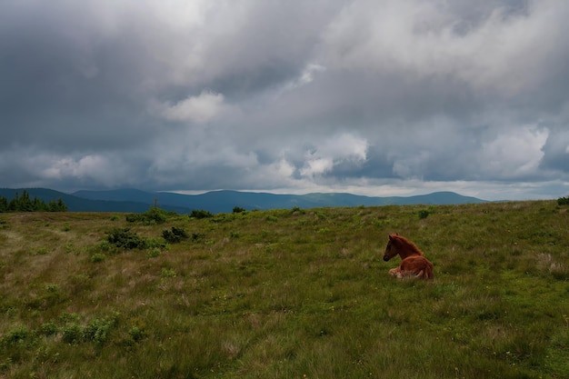 Foal on pasture mountain peaks and a dramatic sky