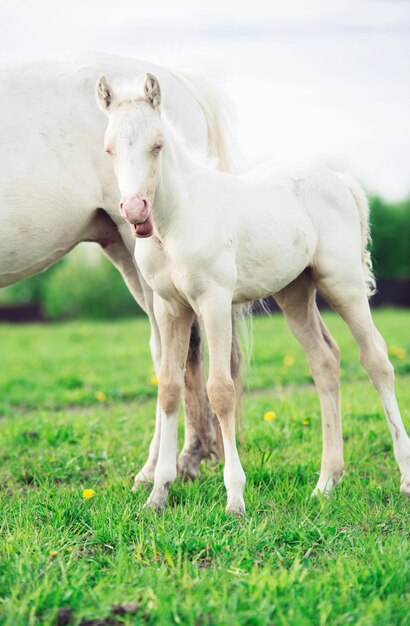 Foal standing on land against sky