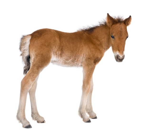 Foal on a white isolated