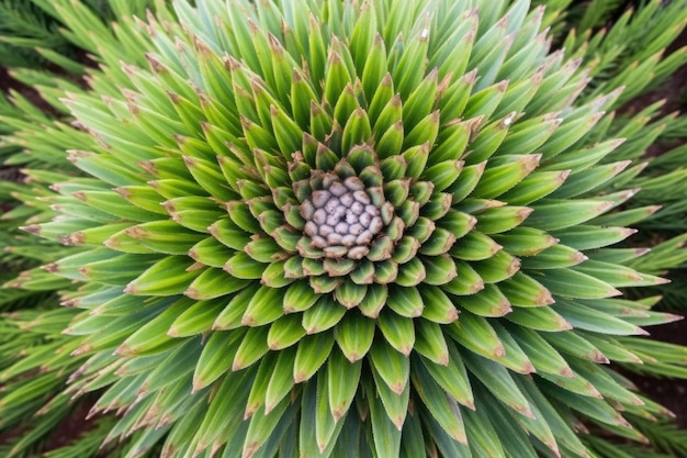Focus on the bark of a monkey puzzle tree