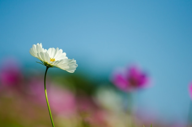 focus on beautiful cosmos flower with blurred blue sky background