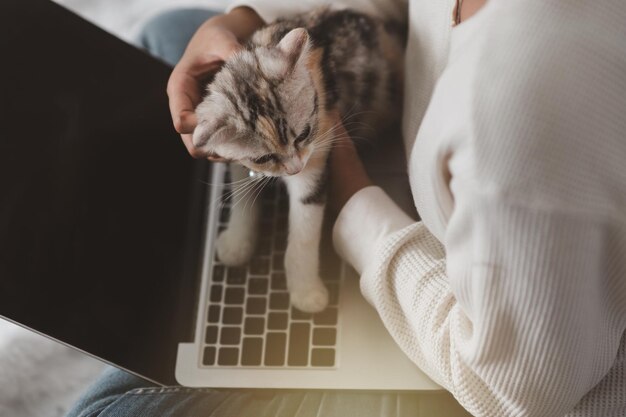 Focus on the cat's eyeball playing on the laptop computer