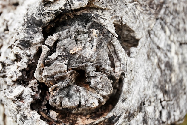 Focus on center of tree bark wood stump texture