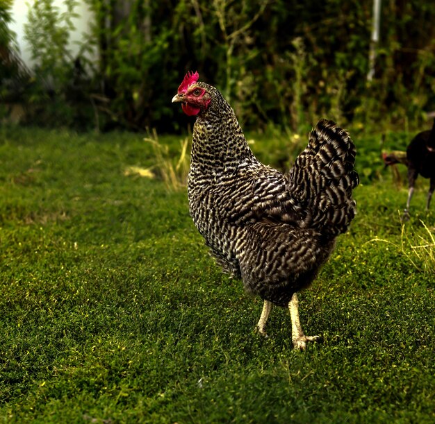 Photo focus on chicken