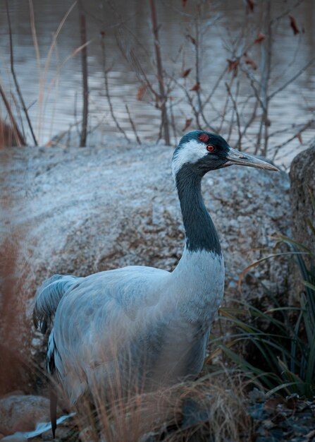 Focus on common crane or eurasian crane in the zoologist center of lyon city in france