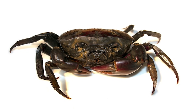 Focus Crab (veld krab) geïsoleerd op een witte achtergrond