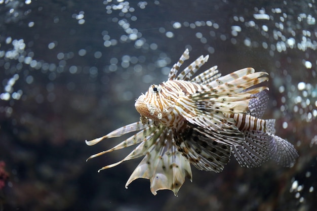 Focus de Lionfish en gevaarlijk.