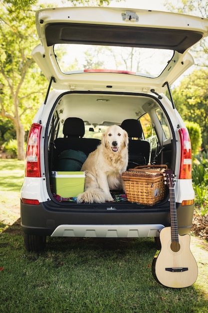 車の中で犬に焦点を当てる