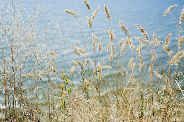 Фокус сухой травы, затуманенное море. Природа, лето, концепция трава.