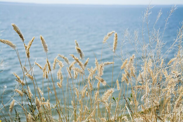 乾いた草、ぼやけた海に焦点を当てます。自然、夏、草のコンセプト。