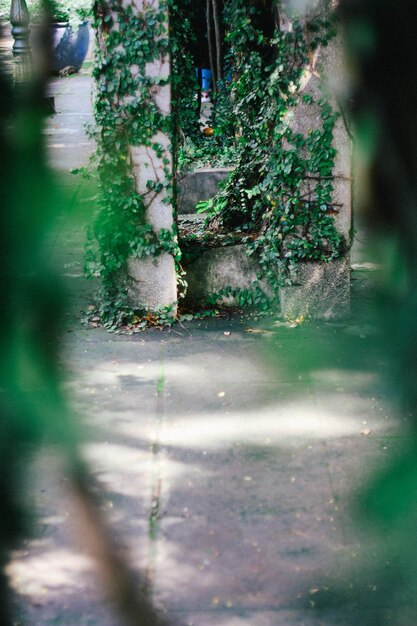 Focus of ivy on building exterior