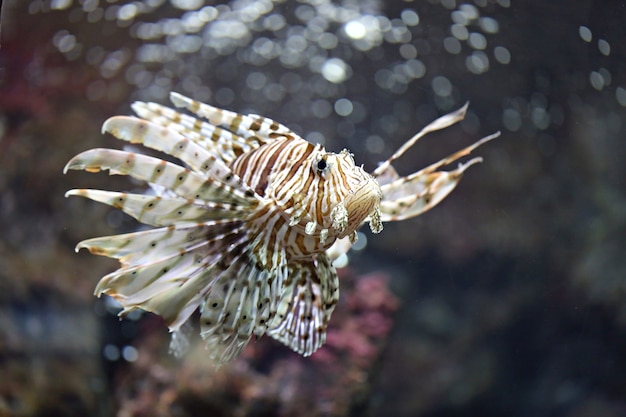 Focus the Lionfish and dangerous.