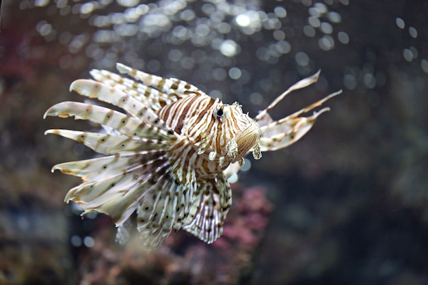 Photo focus the lionfish and dangerous.