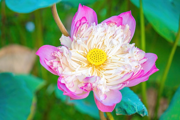 のどかで静かな田園地帯の蓮池の焦点 これは仏の花であり、人間の食物に役立ちます