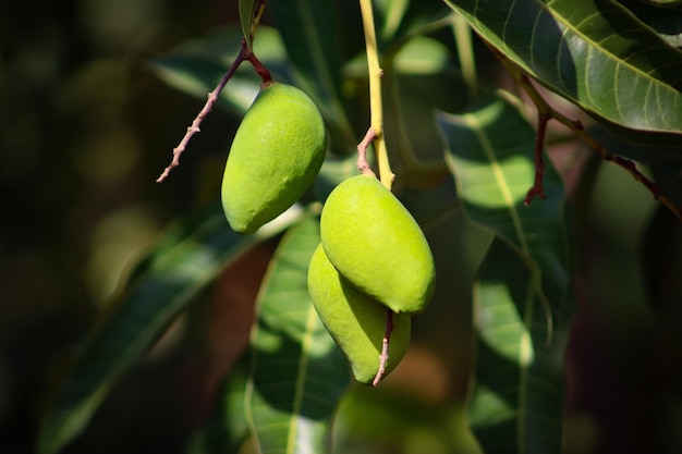 Photo a focus mango on the tree