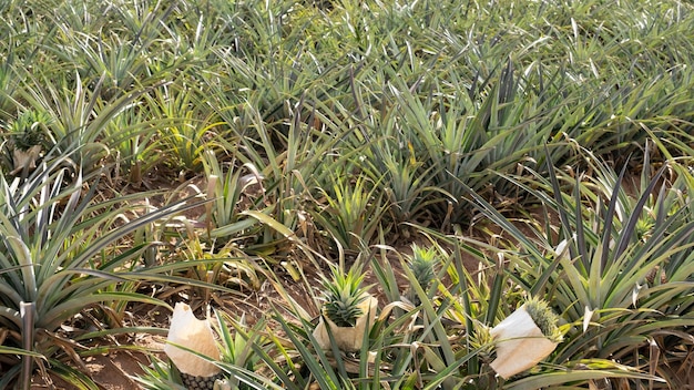 Focus on the pineapple covered with paper to protect against sun light