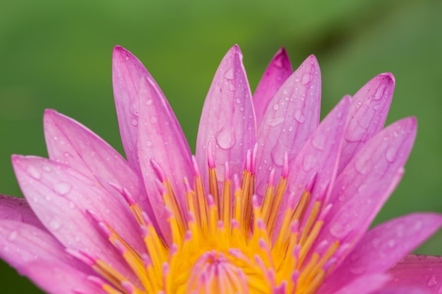 Focus Pink Lotus planten bloem achtergrond groen