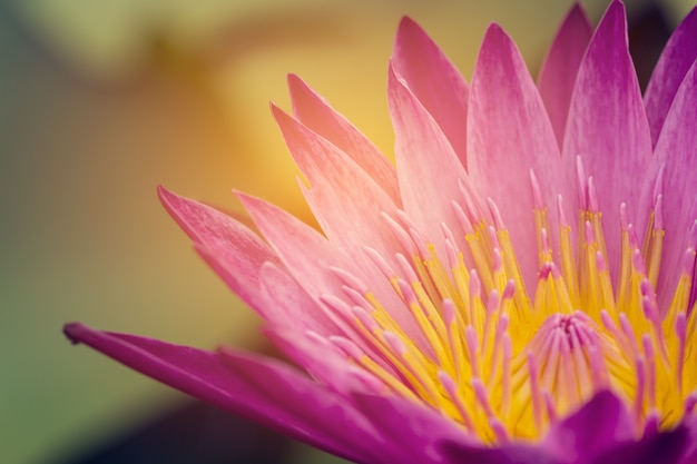 Focus Pink Lotus planten bloemverlichting oranje